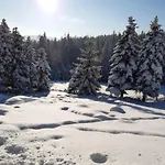 Victoria * Kamesznica