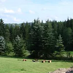 Victoria * Kamesznica