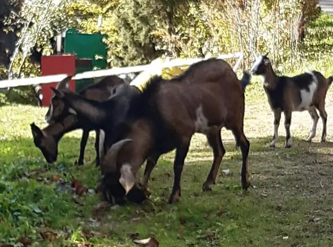 Victoria Сasa de vacaciones